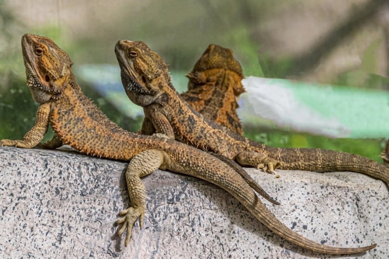 three bearded dragons sunning on a rock