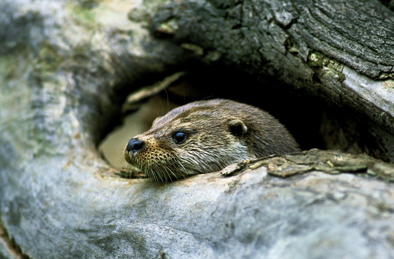 An otter in captivity at a cafe in Tokyo, Japan