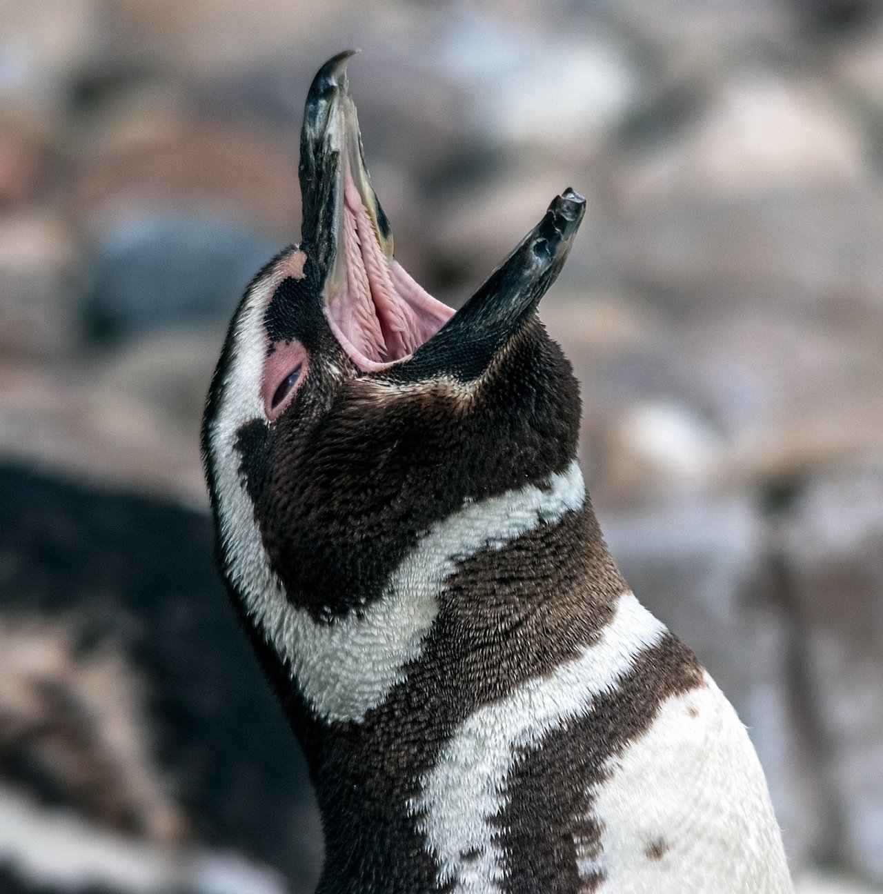 Penguins at Salisbury Plain