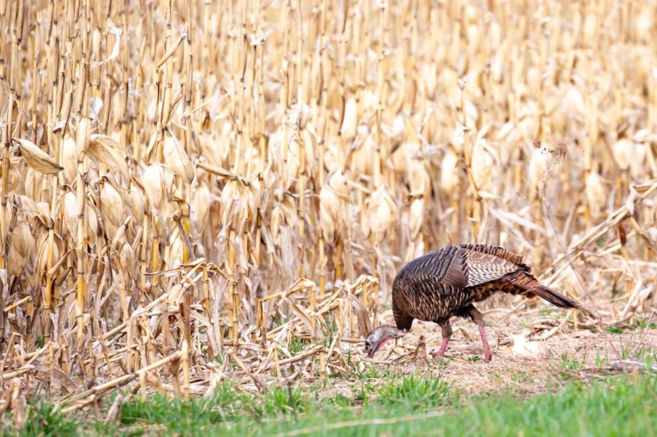 a turkey foraging in the wild