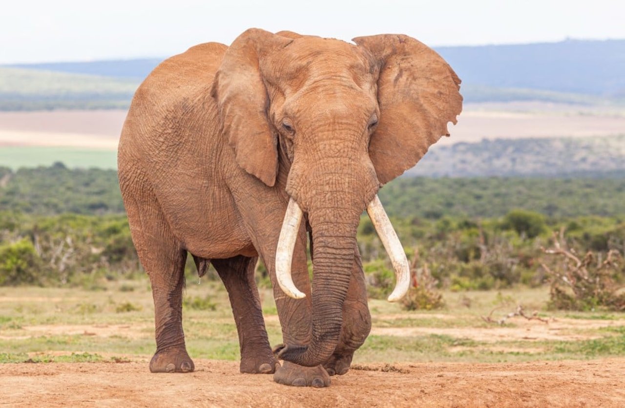 African elephant