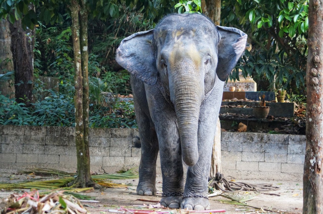 Asian elephant in captivity