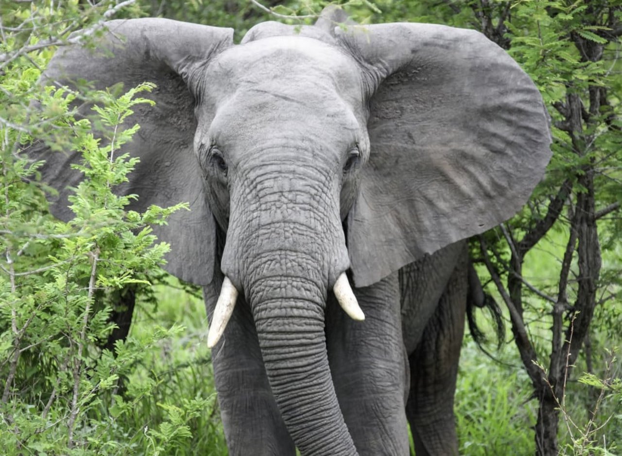 African elephant walking in bush