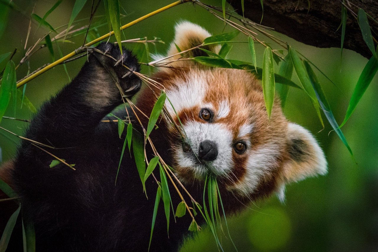 red panda about to pounce on another red panda