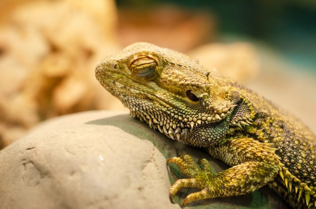 bearded dragon sleeping on a rock