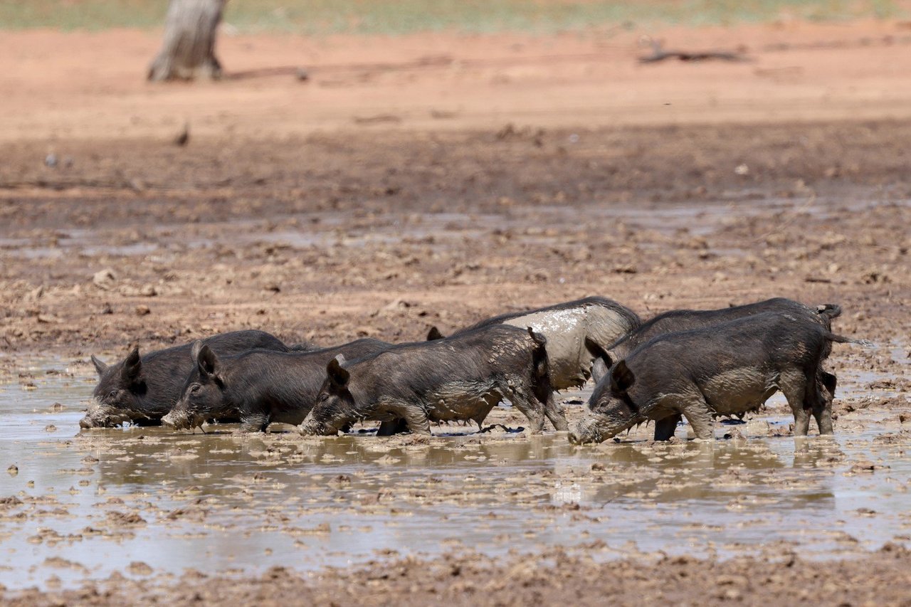 a group of wild pigs wallowing together