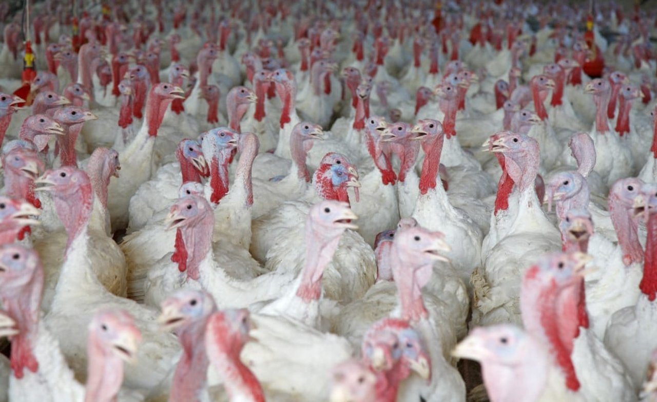 a group of turkeys on a factory farm