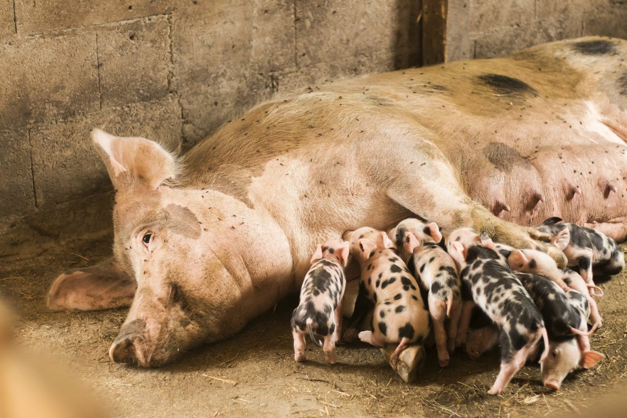 two pigs sleeping nose to nose