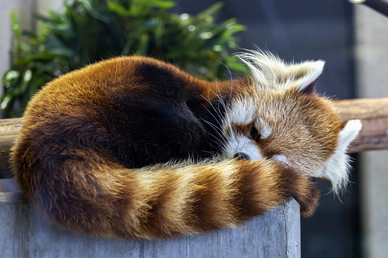 red panda about to pounce on another red panda