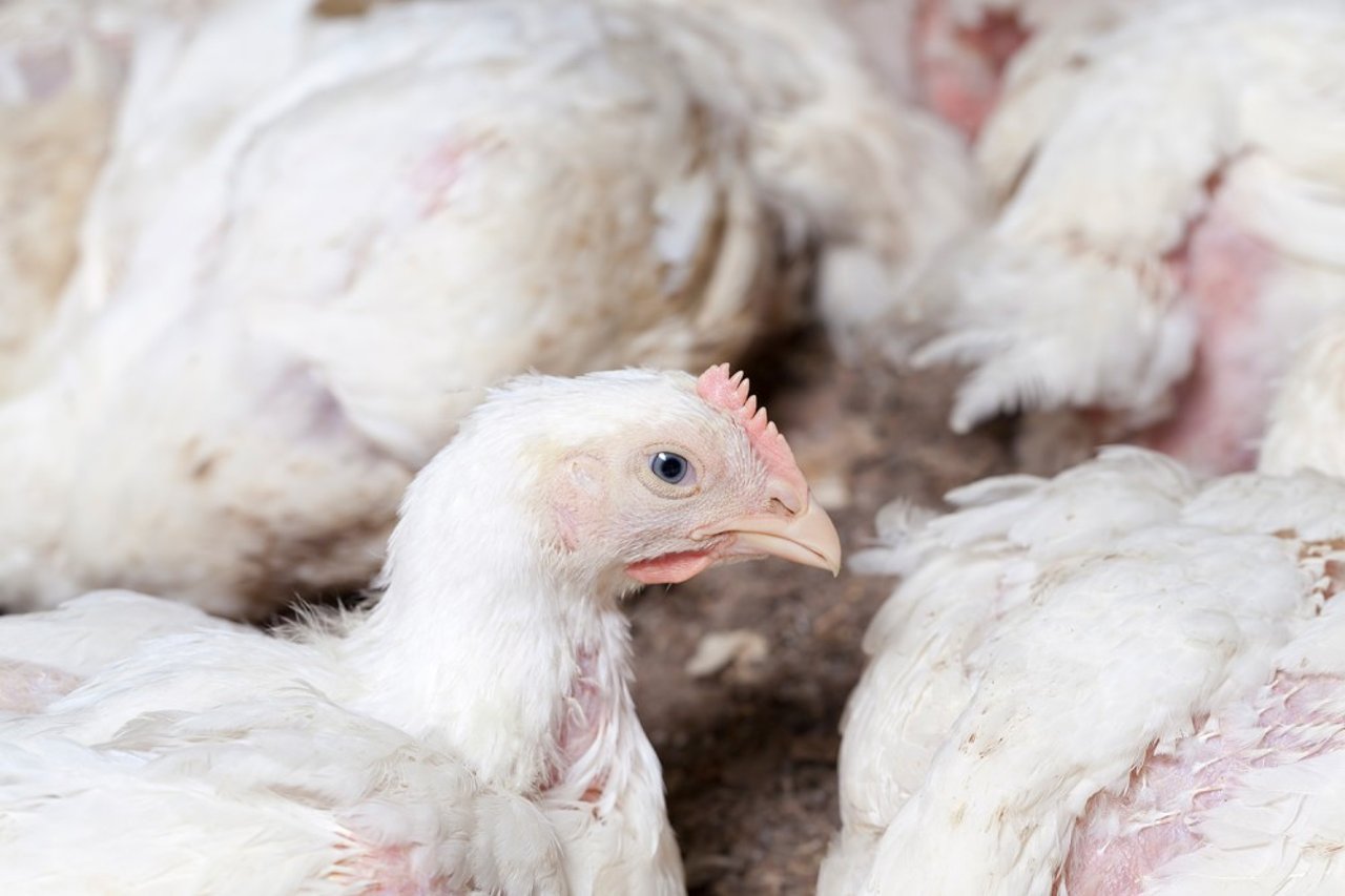 A white chicken in a group of other chickens at a factory farm