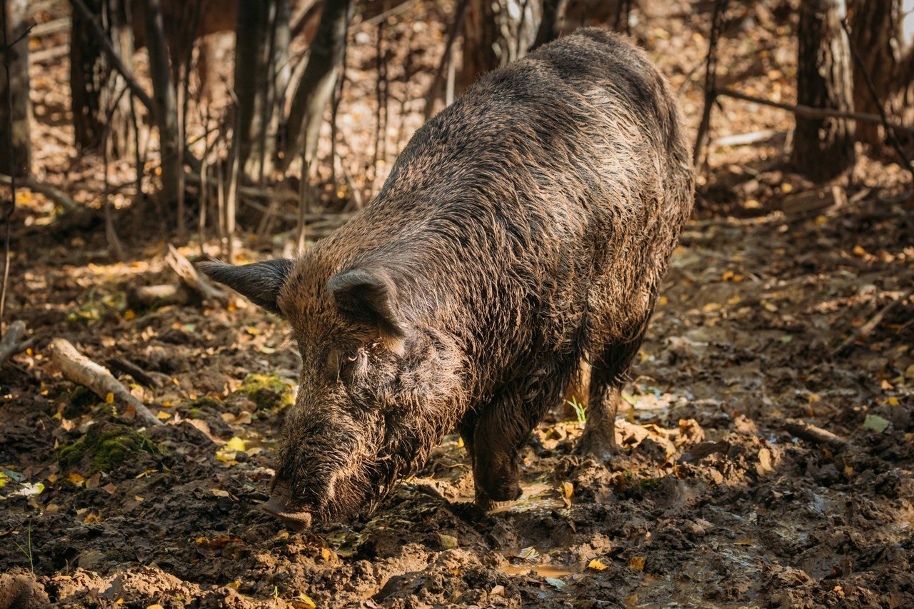 Belarus. Wild Boar