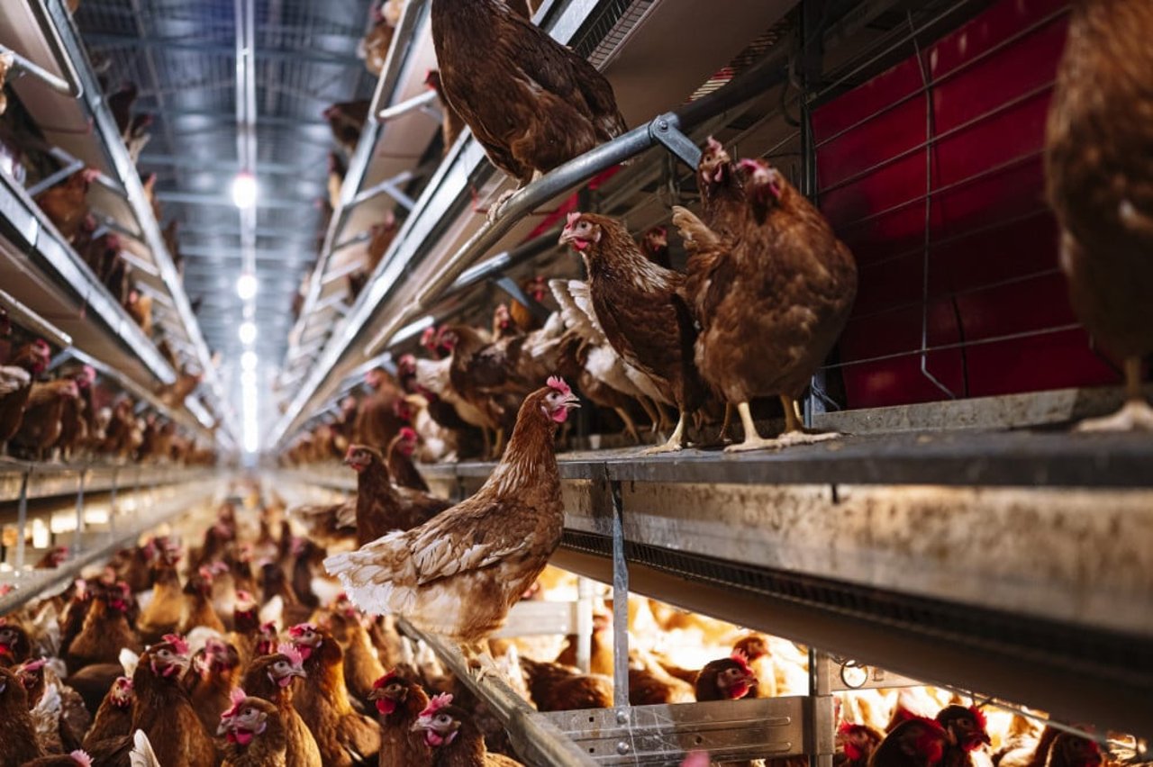 laying hens in a factory farm