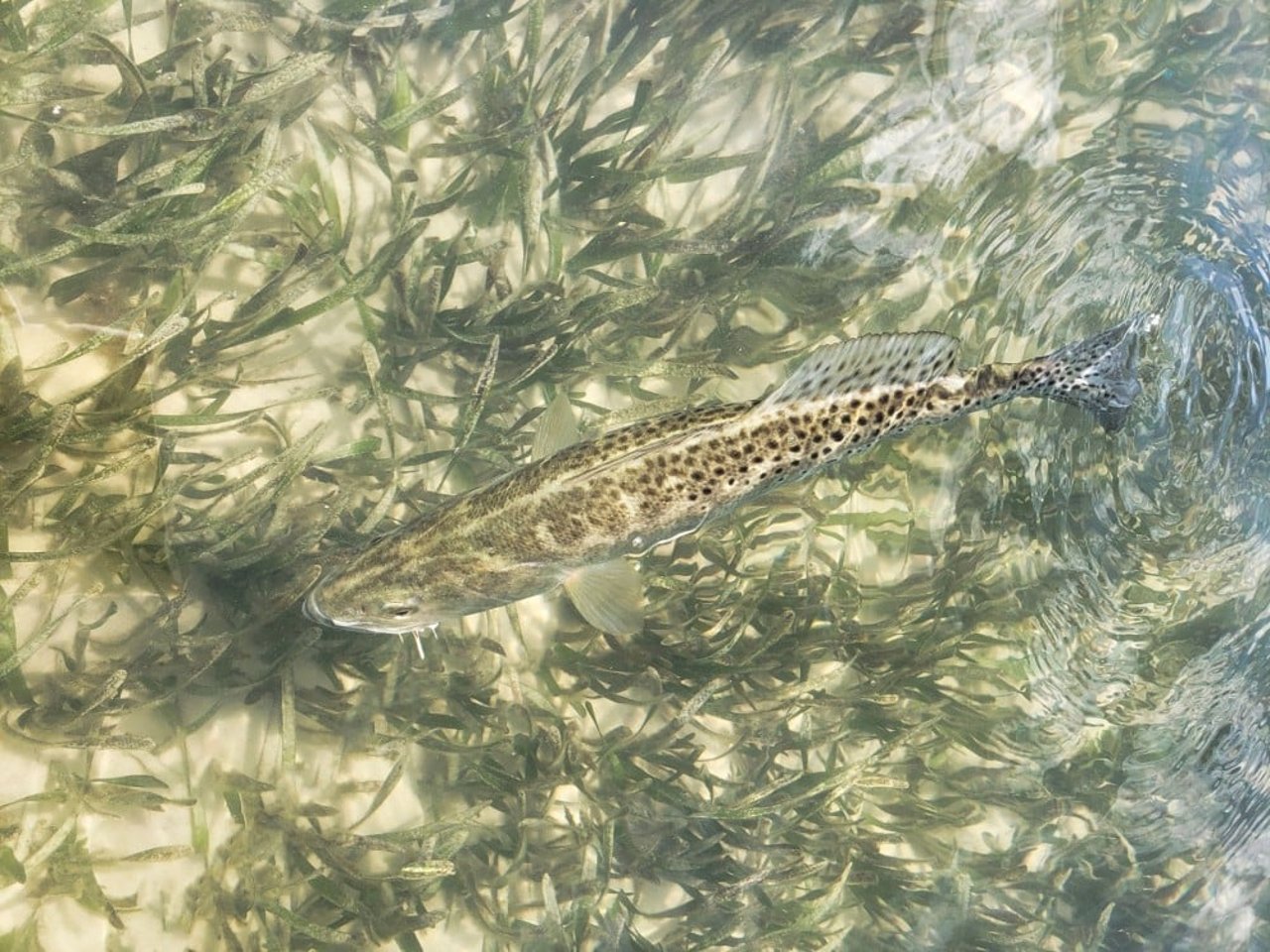 spotted sea trout