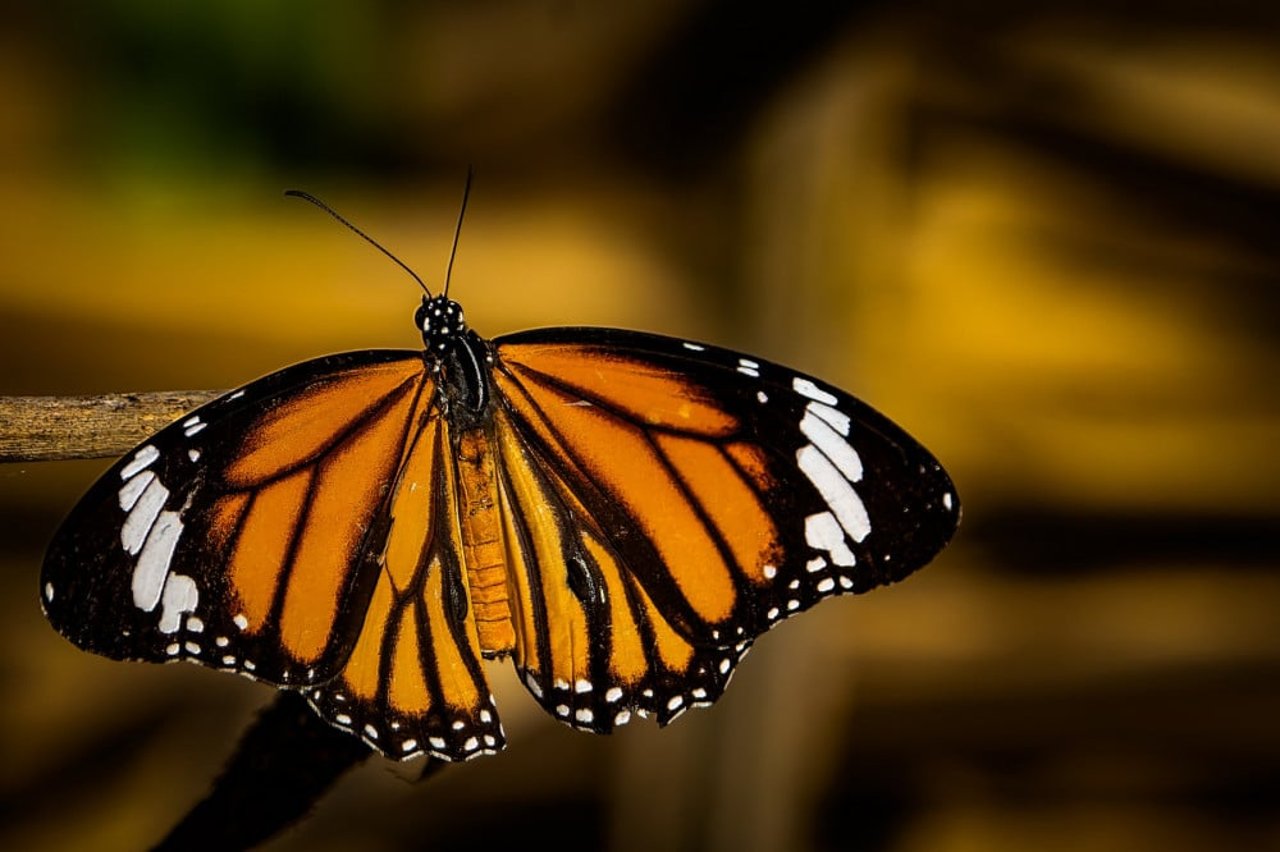 monarch butterfly