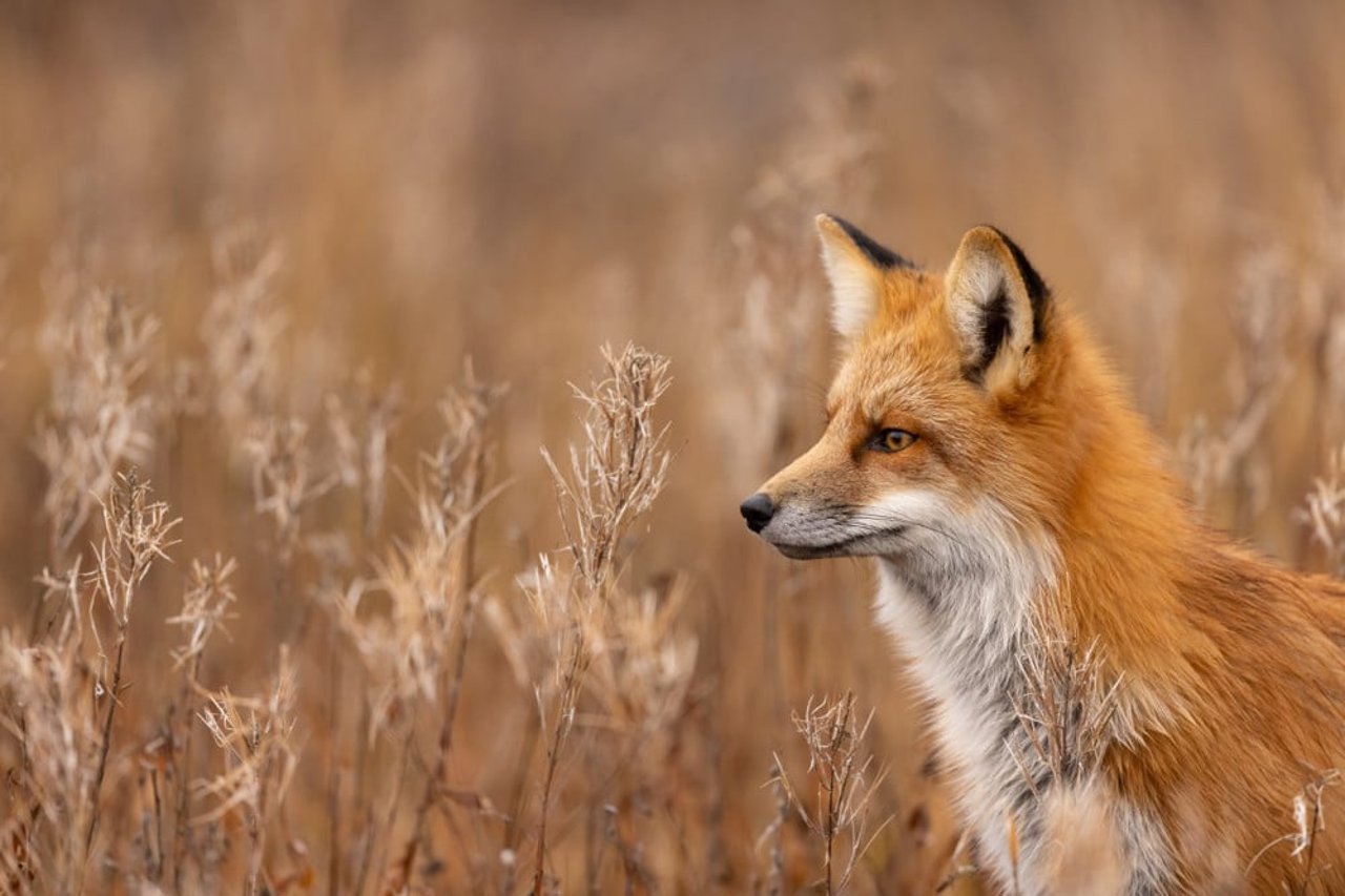 a red fox in the wild