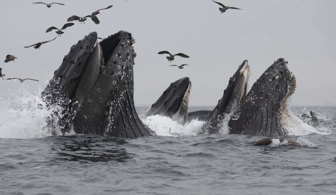 humpback whales