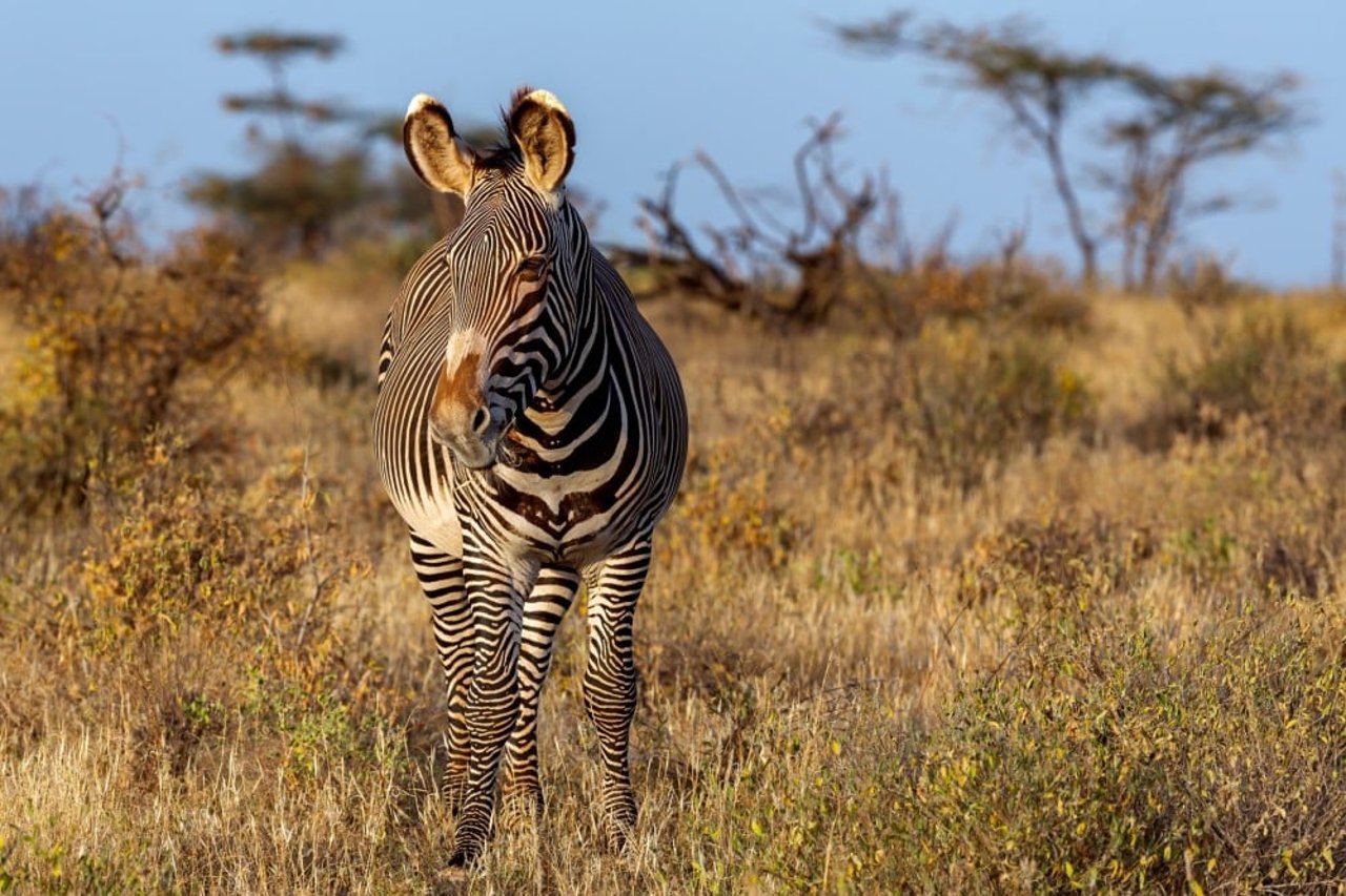 grevy