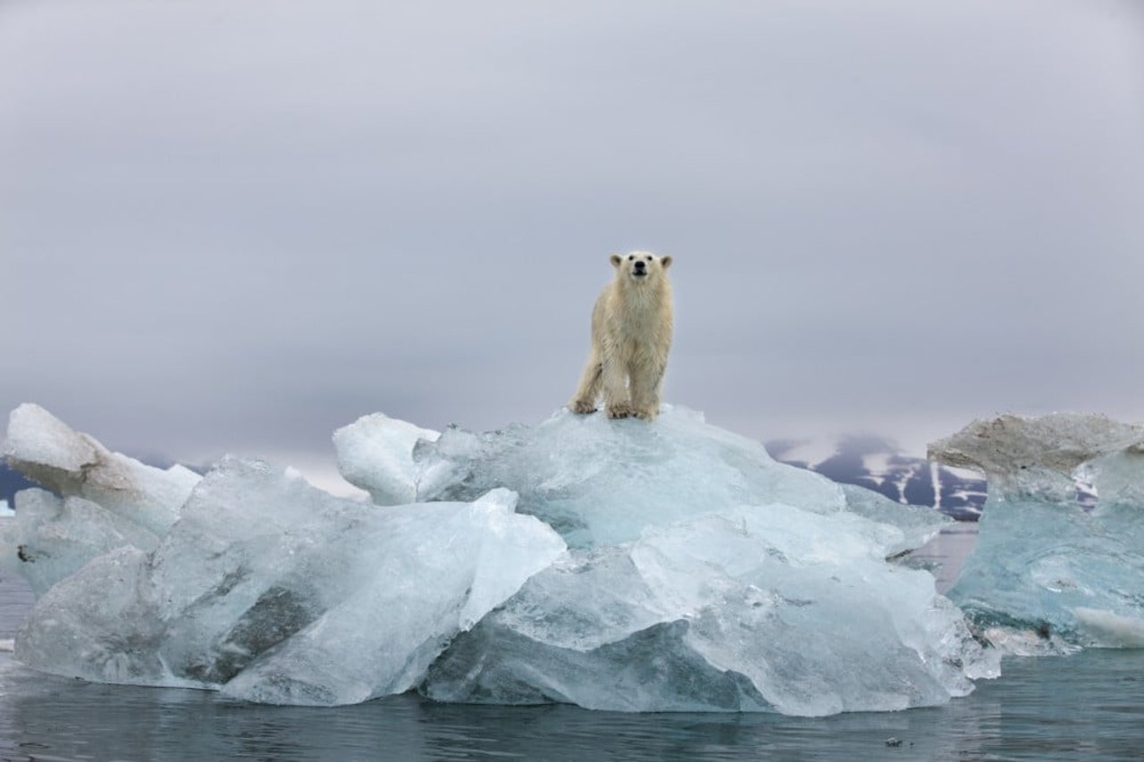 polar bear standing on ice
