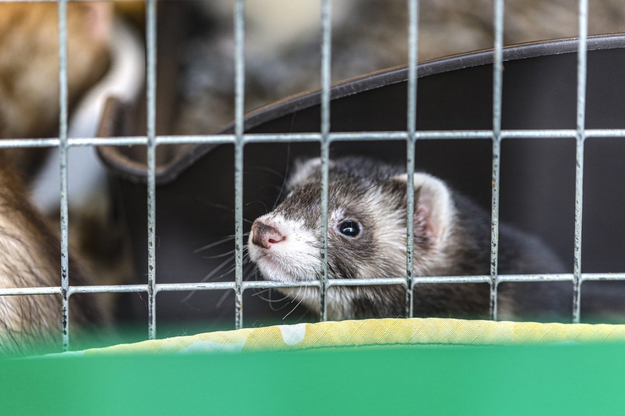 ferret in a cage