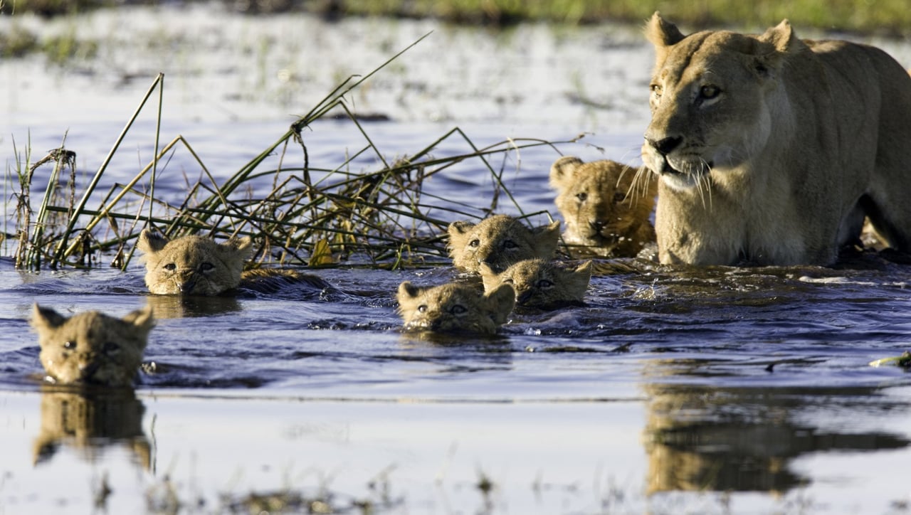 a pride of lions resting in the wild