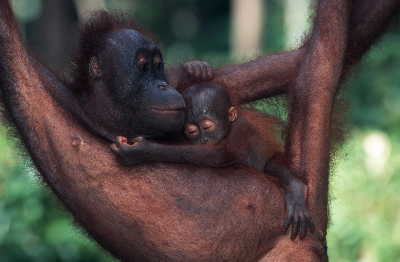 an orangutan using a stick that is in their mouth