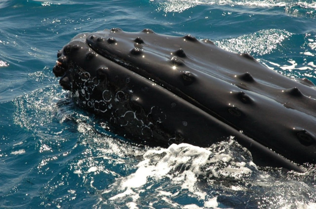 A closeup of humpback whale bumps on mouth.