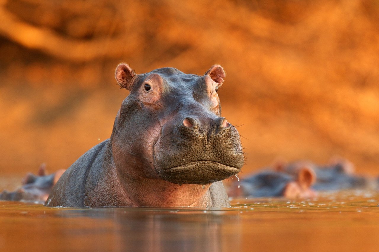 Hippo