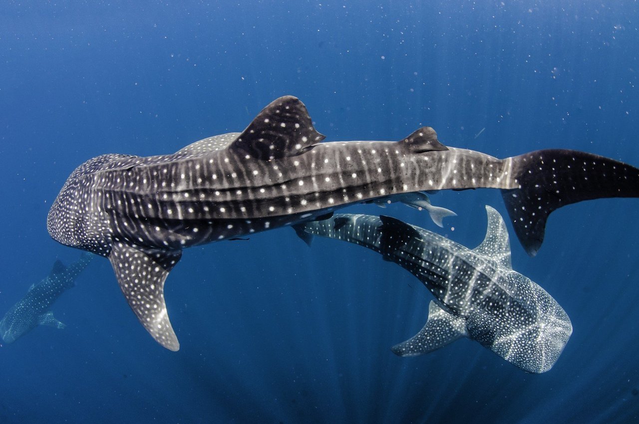 multiple whale sharks swimming in ocean