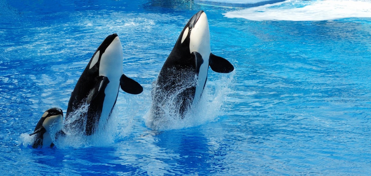 Tokitae at Miami Seaquarium.