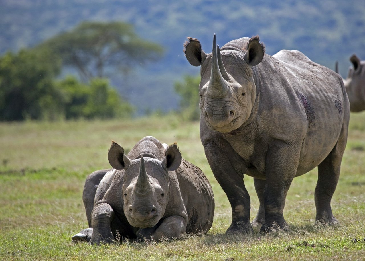 a rhino and their calf in the wild