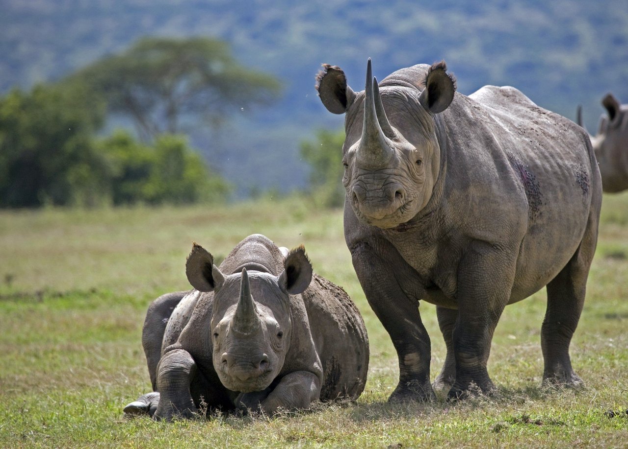 a rhino and their calf in the wild