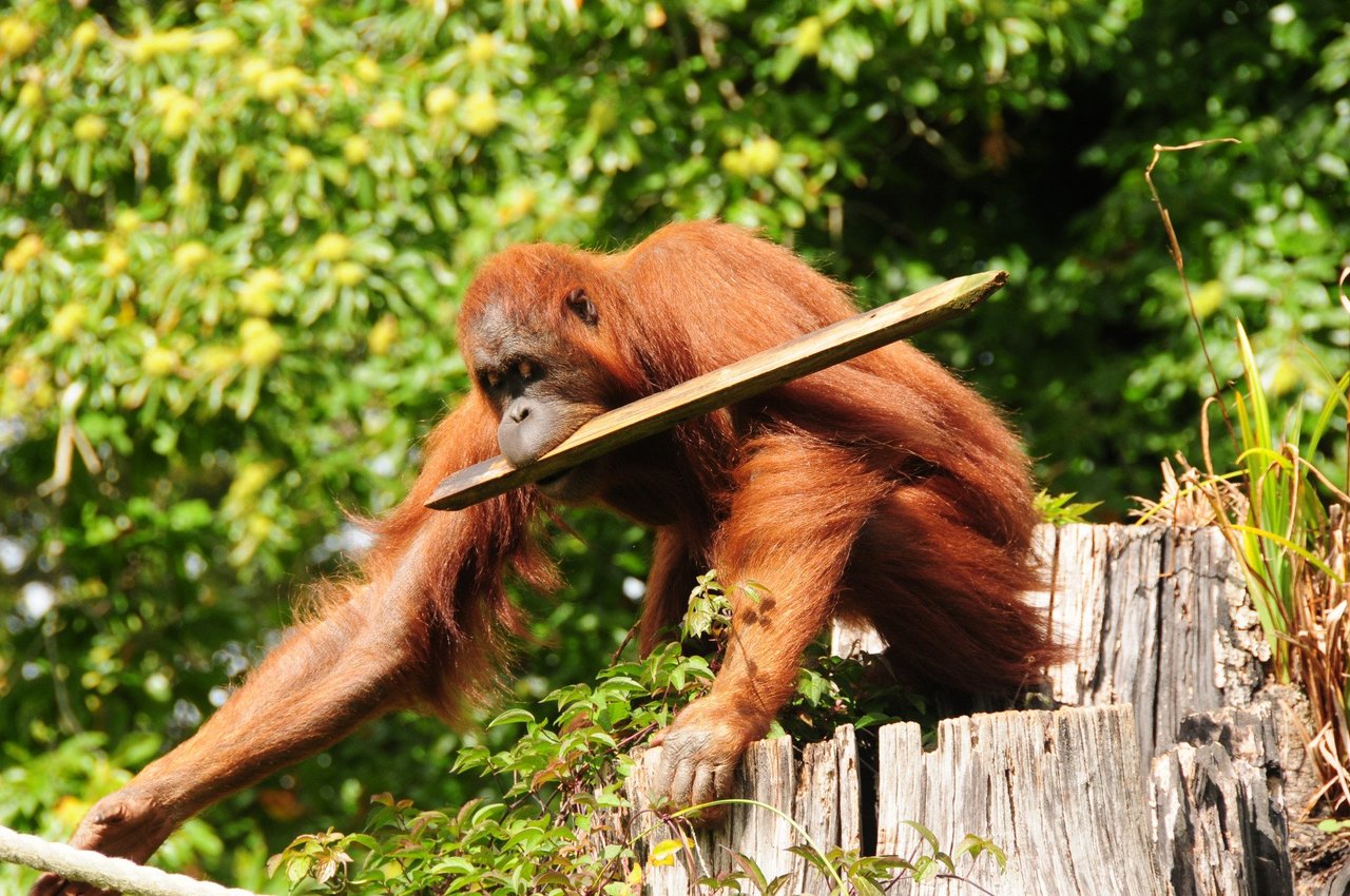 an orangutan using a stick that is in their mouth