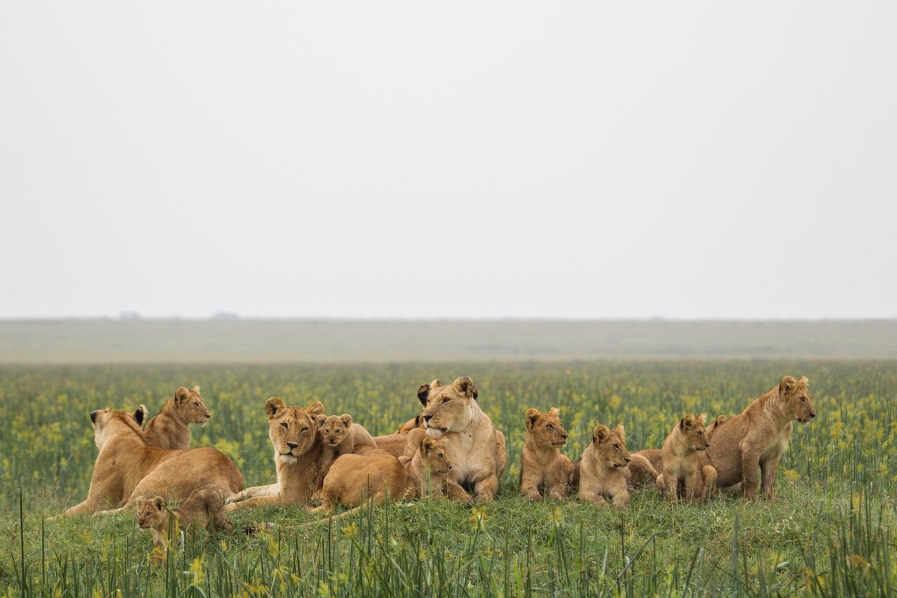 a pride of lions resting in the wild