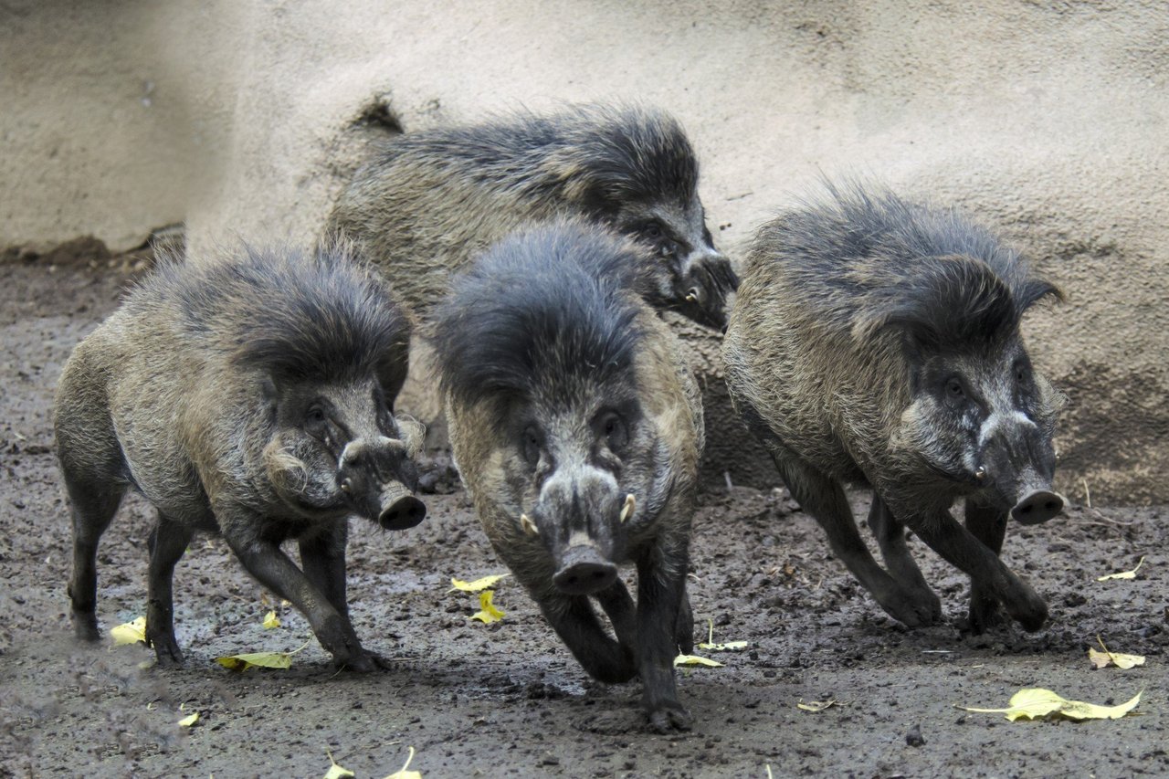 Belarus. Wild Boar