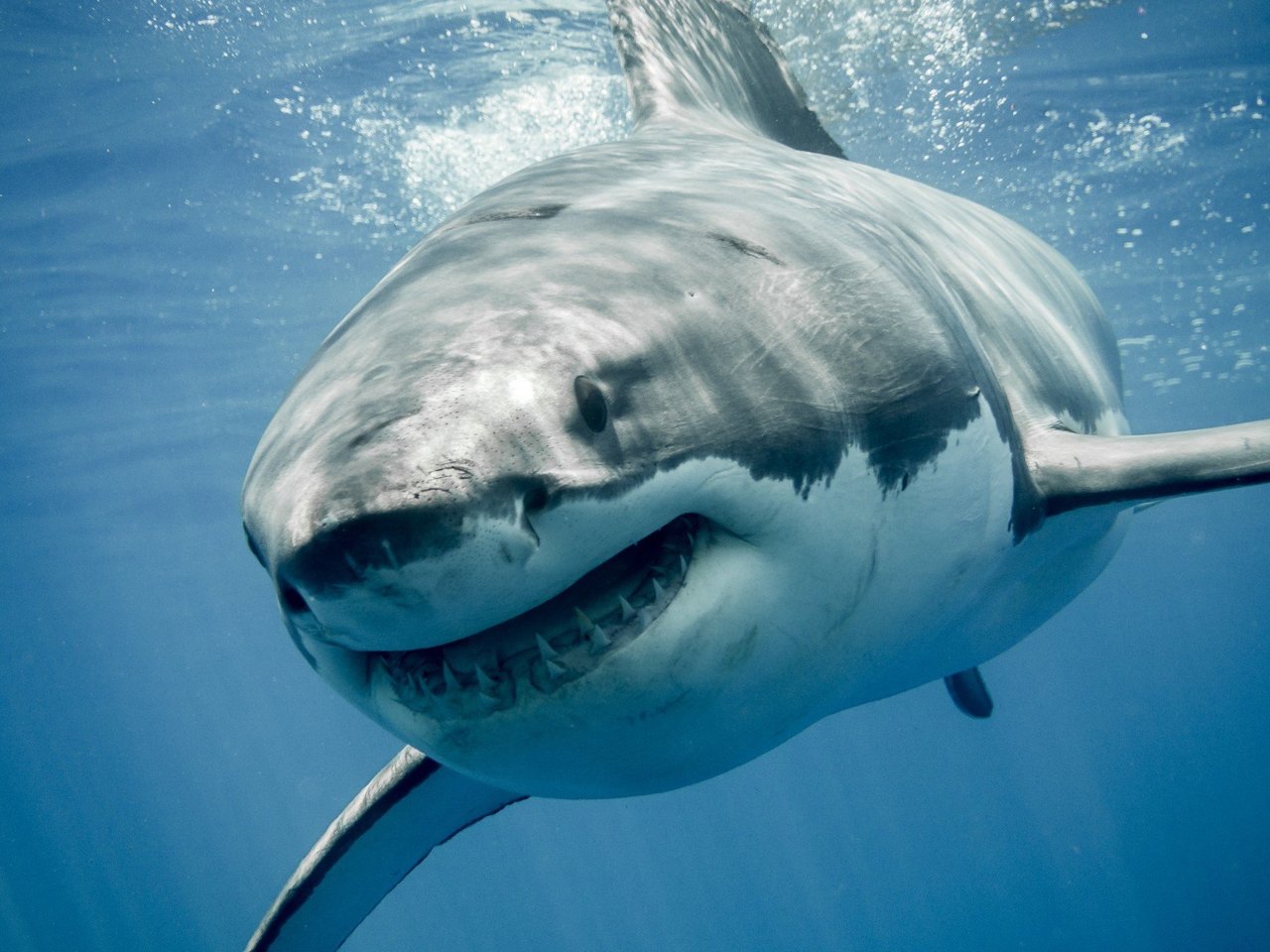 multiple whale sharks swimming in ocean