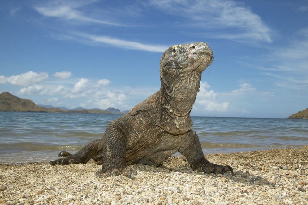 komodo dragon on a beach in Komodo island