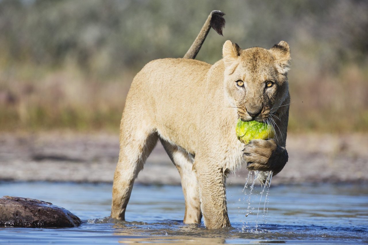 a pride of lions resting in the wild