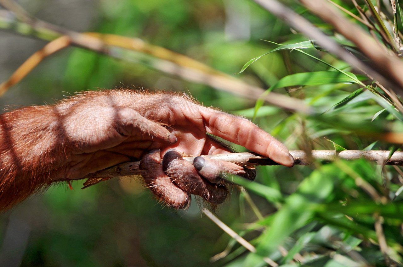 an orangutan using a stick that is in their mouth