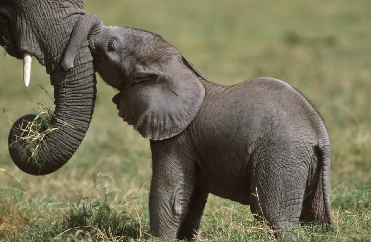 baby elephant snuggling their mama