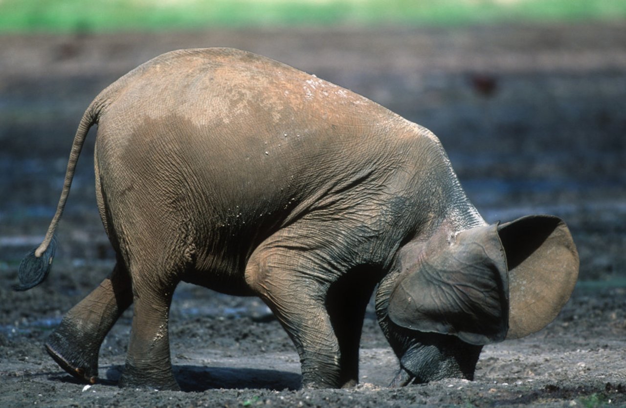 elephant digging in the mud