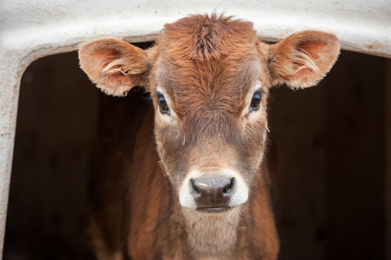 baby calf