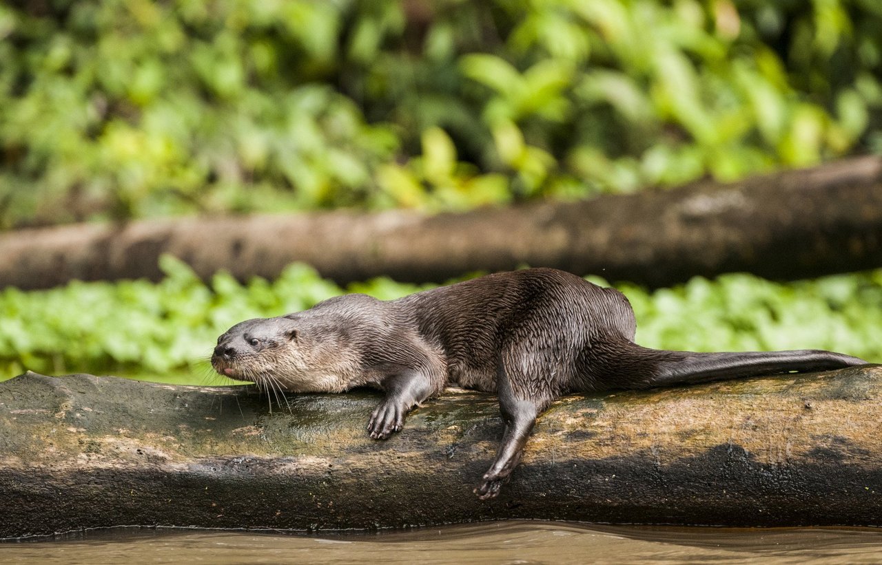 An otter in captivity at a cafe in Tokyo, Japan