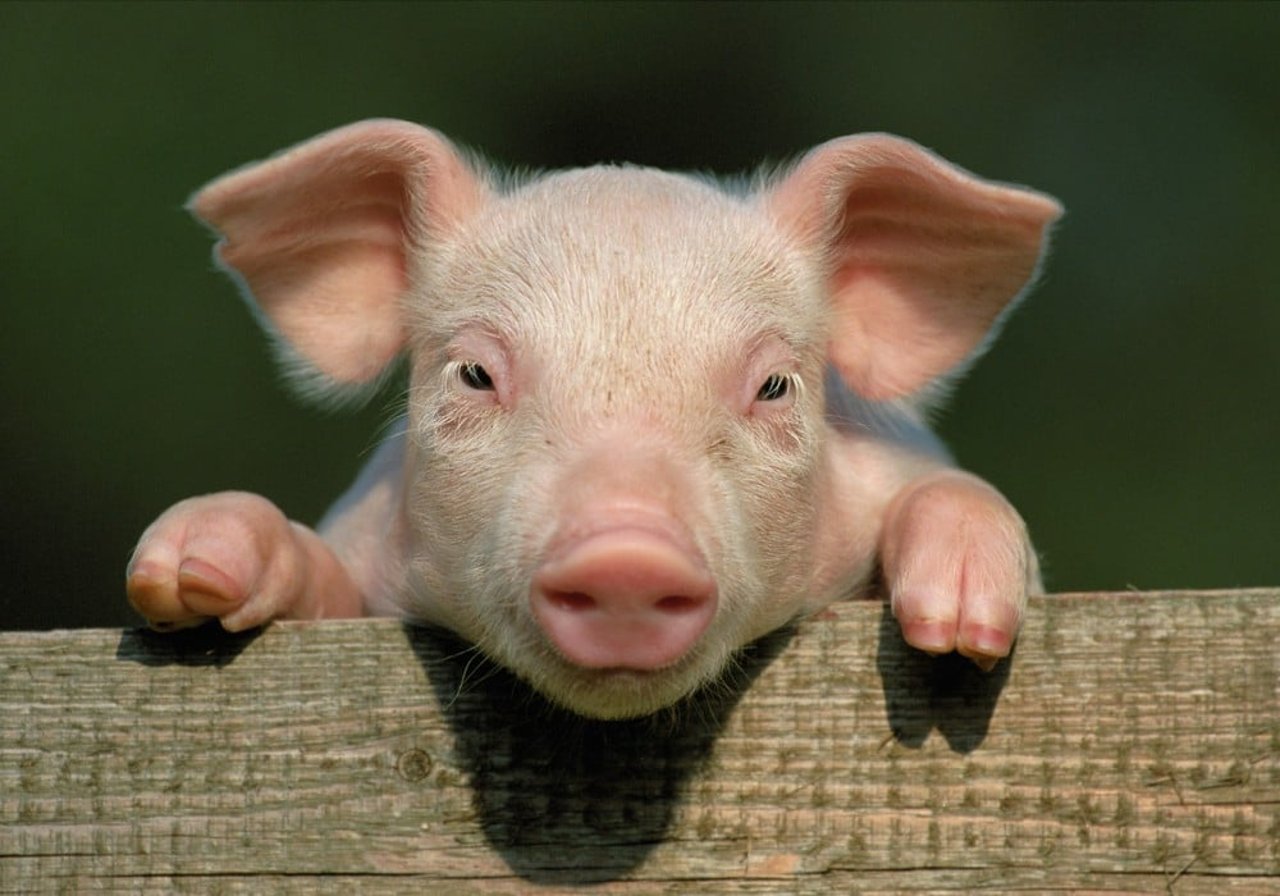 baby pig