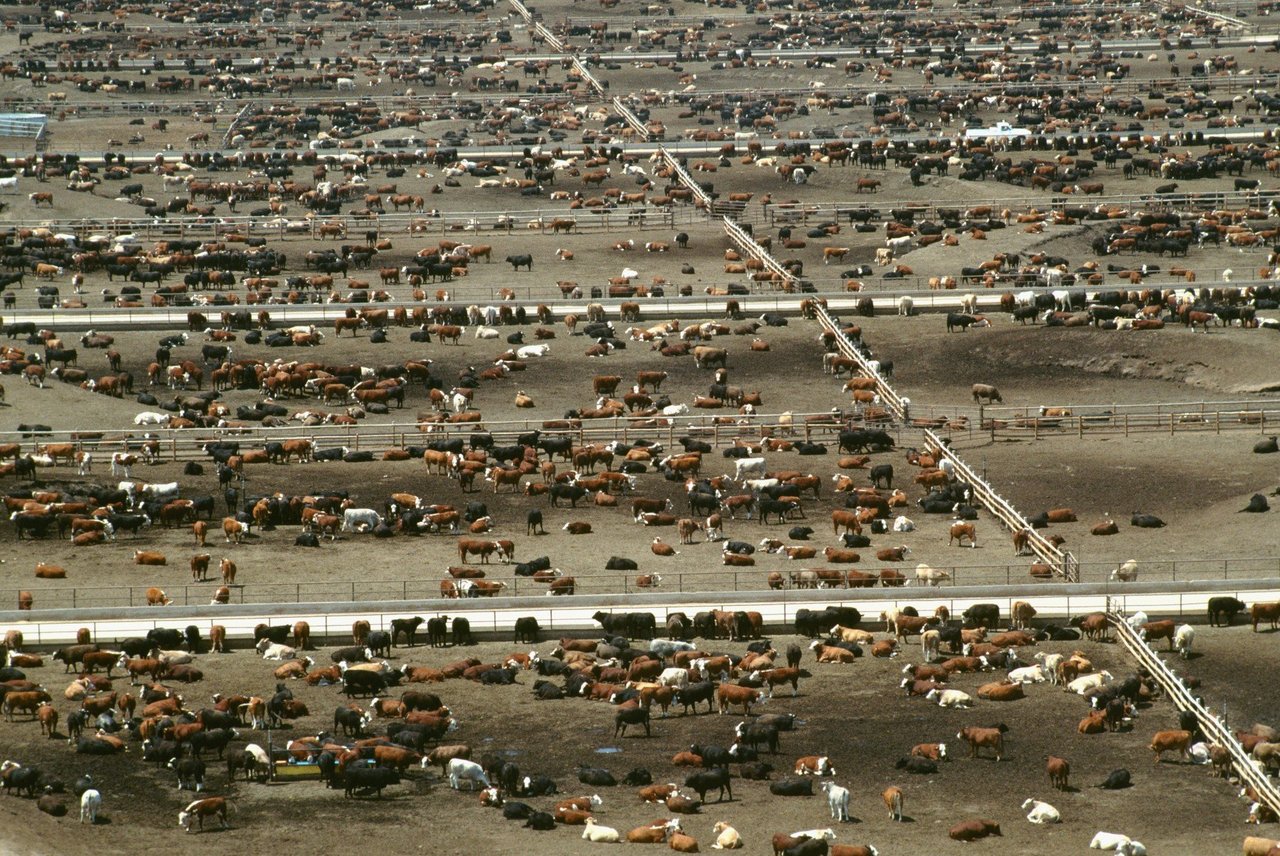 aerial view of a factory farm
