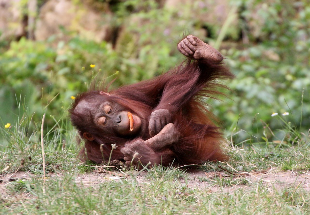 an orangutan using a stick that is in their mouth