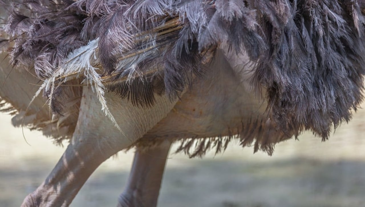 close-up of ostrich feathers and skin