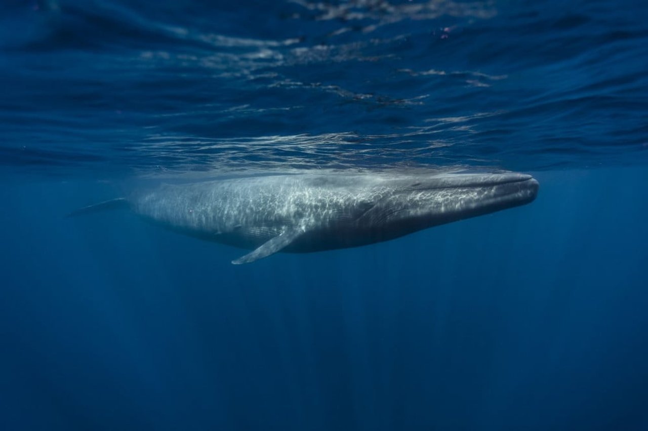 A Blue Whale Swimming Just Below The Ocean Surface, Displaying Its Massive Size And Streamlined Body In The Deep Blue Water.