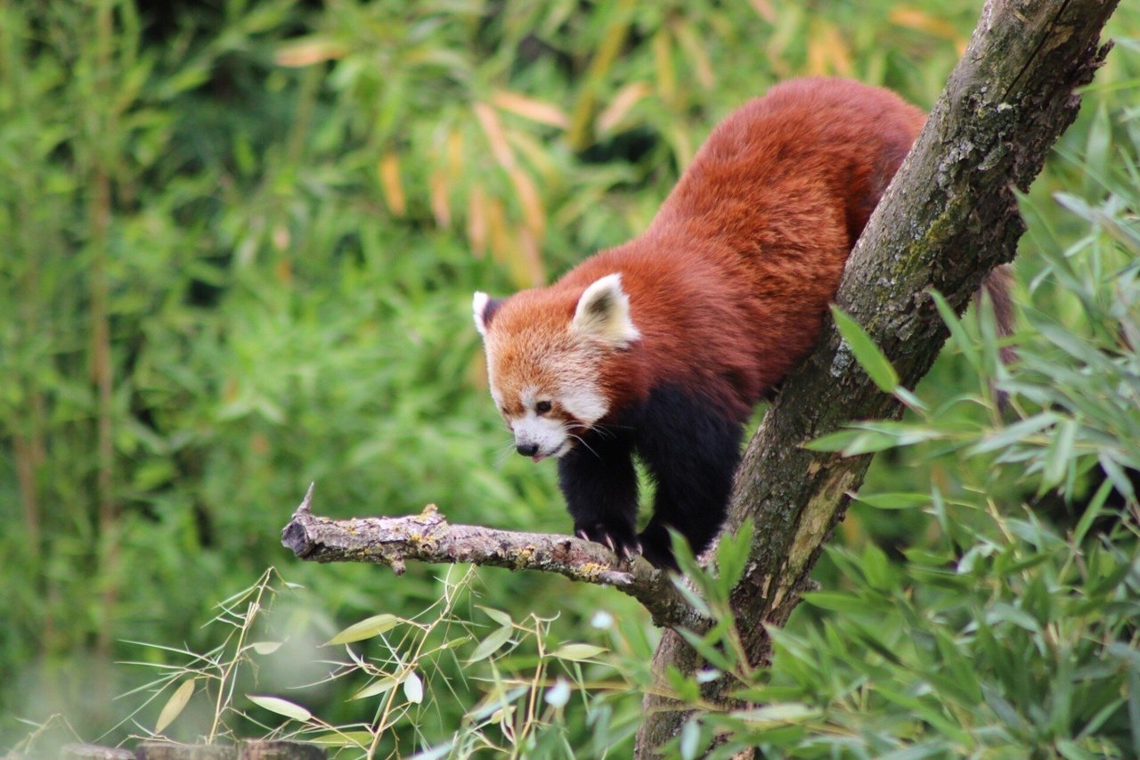 red panda about to pounce on another red panda