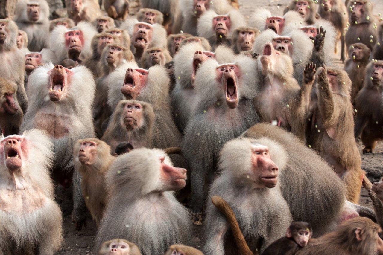 group of monkeys