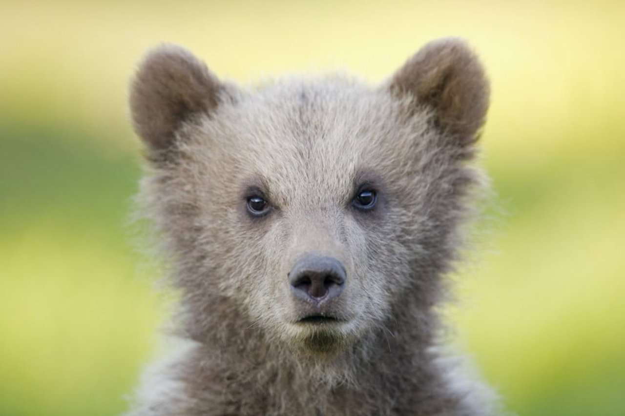 baby bear looking into the camera